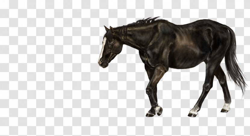 Horse Foal Stallion Mare Colt - Bridle Transparent PNG