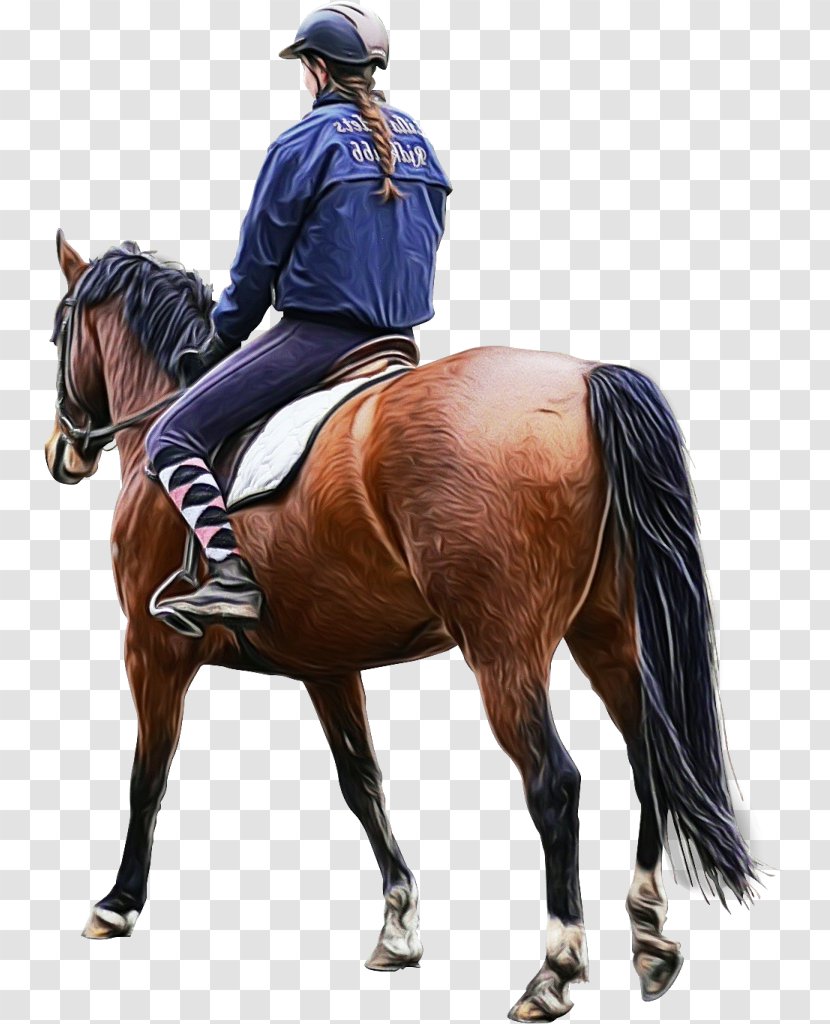 Horse Rein Bridle Halter Equestrianism - Supplies Saddle Transparent PNG