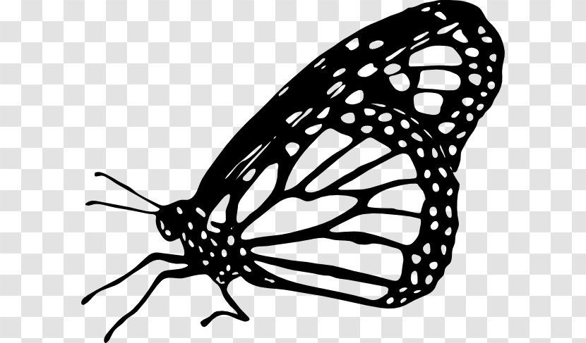 Monarch Butterfly Drawing Clip Art - Moths And Butterflies - Clipart Transparent PNG