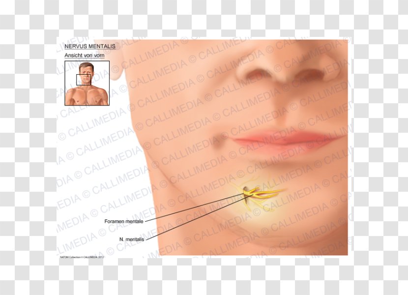 Cheek Chin Mental Nerve Mentalis - Silhouette - Human Body 3D Transparent PNG