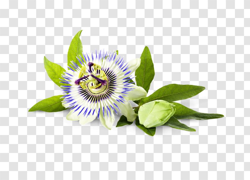 Purple Passionflower Dietary Supplement Herbal Tea Bad Heilbrunner Naturheilmittel GmbH & Co. KG - Flower Transparent PNG
