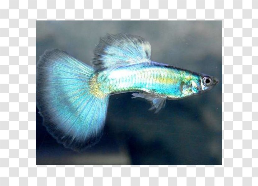 Guppy Breed Hybrid Aquarium Aretus - Fish - Turquoise Transparent PNG