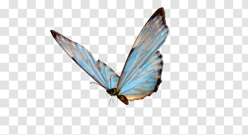 Butterfly Insect Clip Art - Butterflies And Moths Transparent PNG