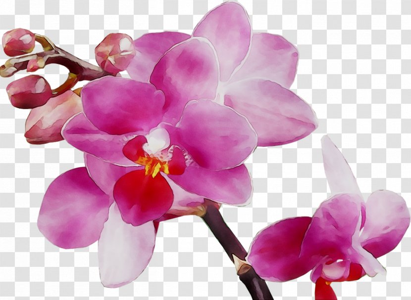 Stock Photography Royalty-free Illustration - Artificial Flower - Orchids Of The Philippines Transparent PNG