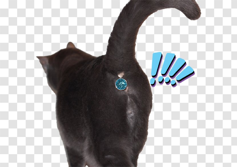 Cat Felidae Kitten Dog Tail - Snout - Twinkle Transparent PNG