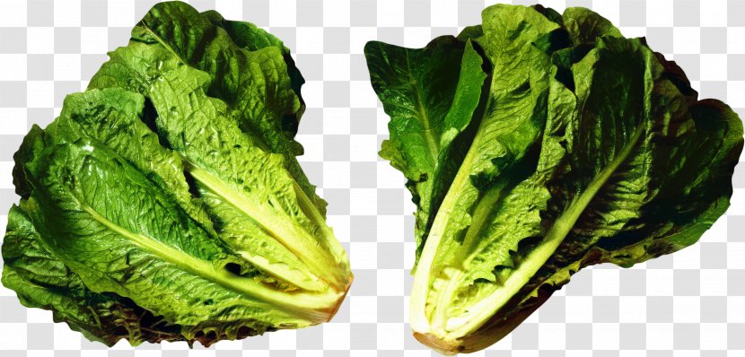 Vegetable Cartoon - Waldorf Salad - Iceburg Lettuce Kale Transparent PNG