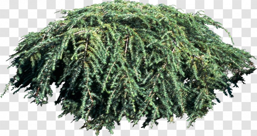 Tree Spruce Green Laver Plant - Bushes Transparent PNG