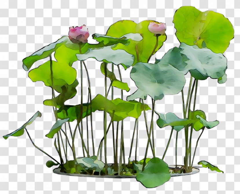 Sacred Lotus Flower Floral Design Plants Ornamental Plant - Centella Asiatica Transparent PNG