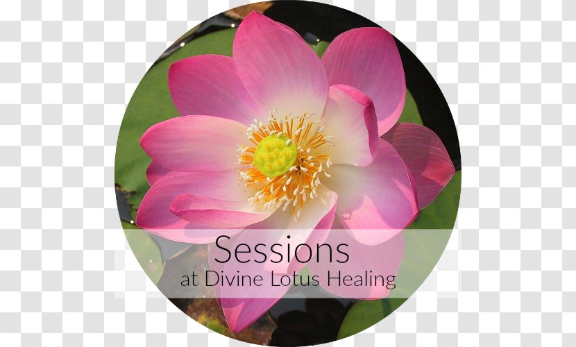 Reiki Divine Lotus Healing Energy Medicine Meditation Faith - Counseling Psychology Transparent PNG
