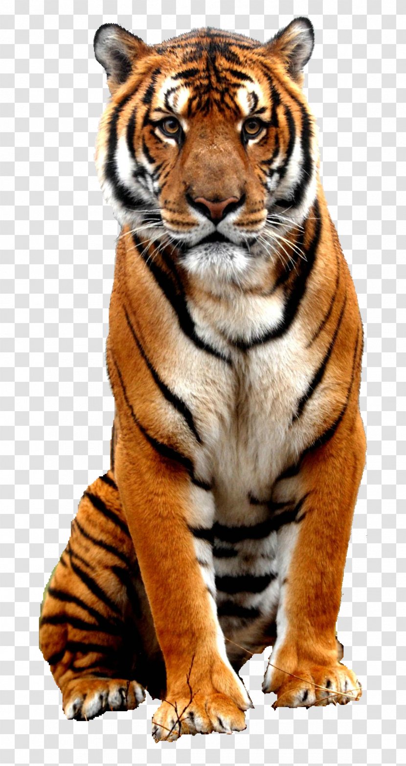 Bali Tiger Bengal Sumatran - Whiskers Transparent PNG
