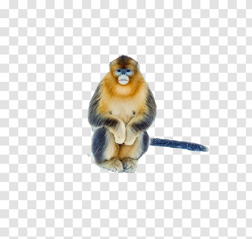 Cercopithecidae Monkey - Mammal - 2017 A Whole Golden Transparent PNG