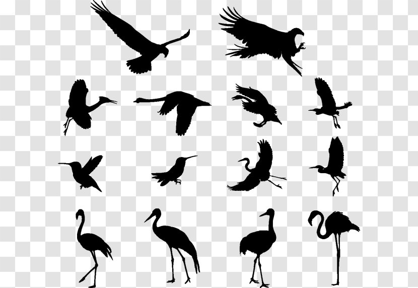 Crane Bird - Flock - Stork Ciconiiformes Transparent PNG
