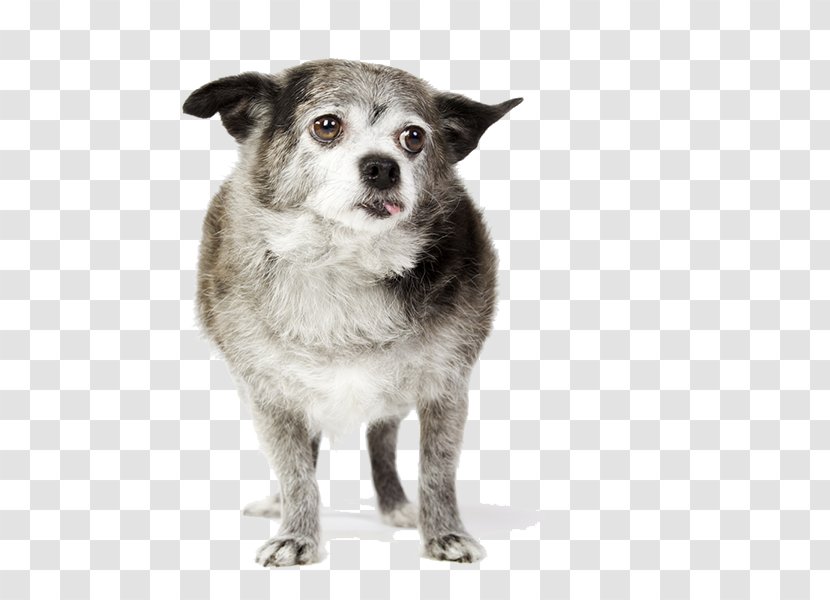 Dog Breed Companion Group (dog) Geriatrician - Like Mammal Transparent PNG