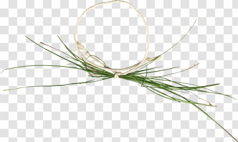 Twig Plant Stem Grasses Flower Family - Elements Of Life Transparent PNG