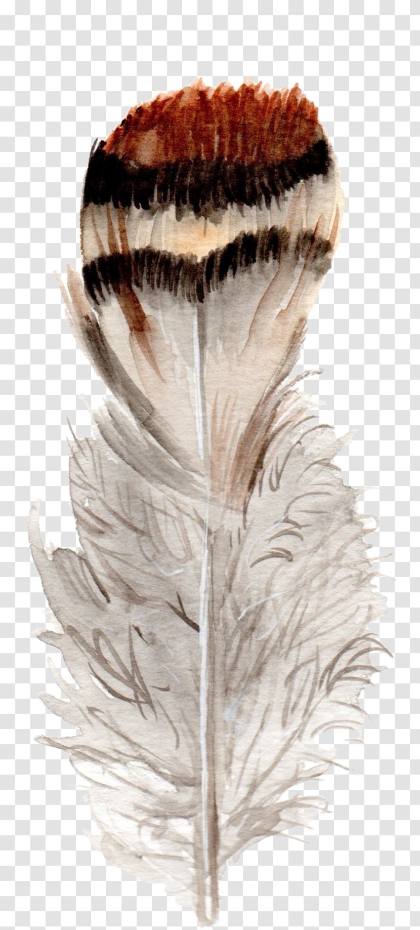 Feather Bird Watercolor Painting Clip Art - Color Transparent PNG