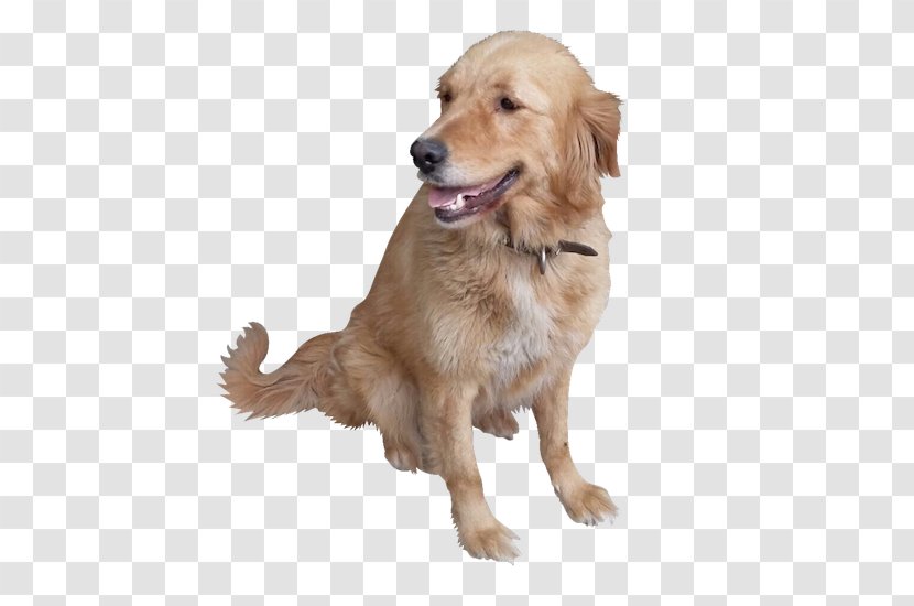 Golden Retriever Dog Breed Companion Puppy - Foster Care - Rescue Transparent PNG