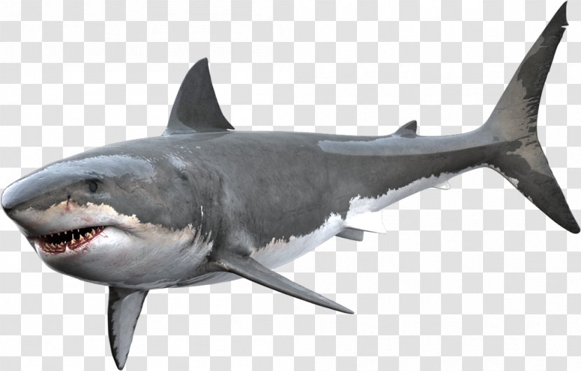 Great White Shark Tiger Bull - Cretoxyrhina - Animated Transparent PNG
