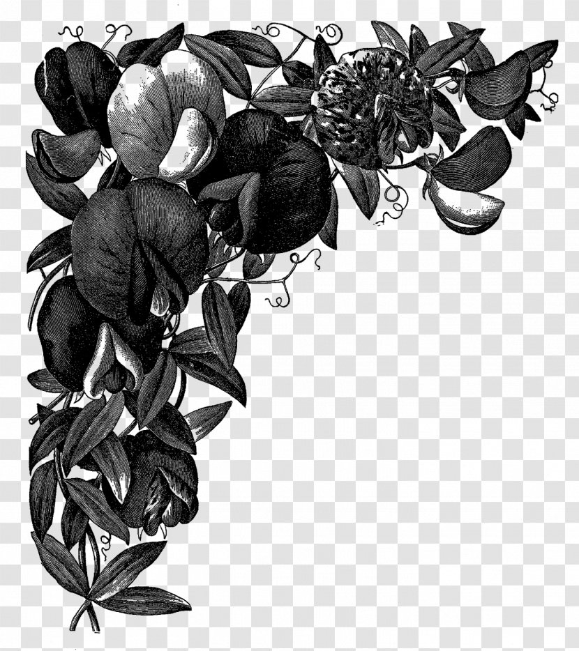 Sweet Pea Drawing Art - Monochrome - Flower Illustration Transparent PNG