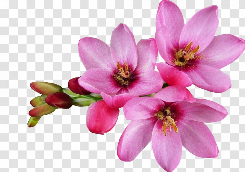 Flower Computer Graphics Desktop Wallpaper Clip Art - Web Browser Transparent PNG