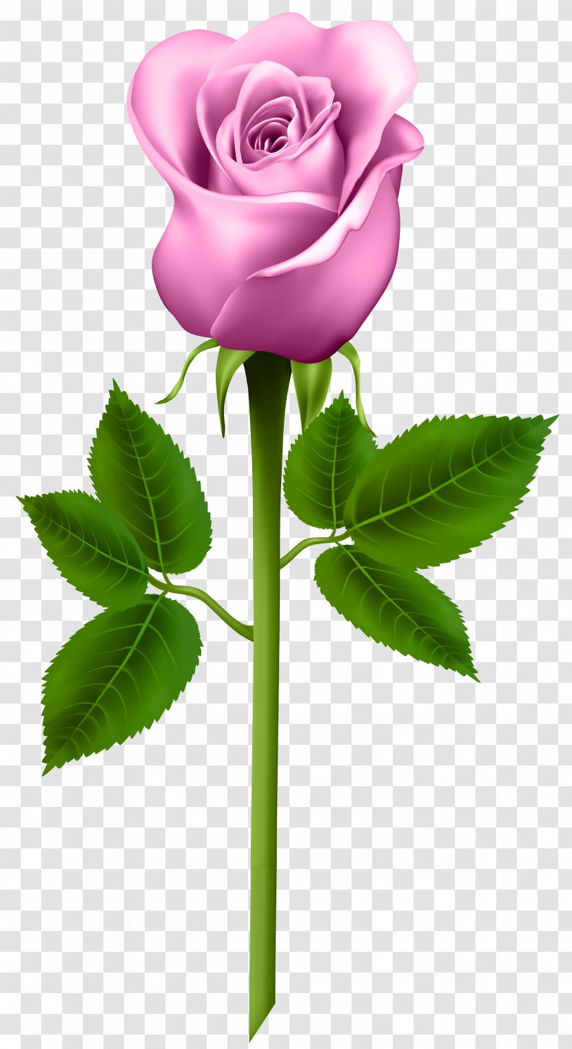 Purple Rose Clip Art - Plant - Pink Transparent Image Transparent PNG