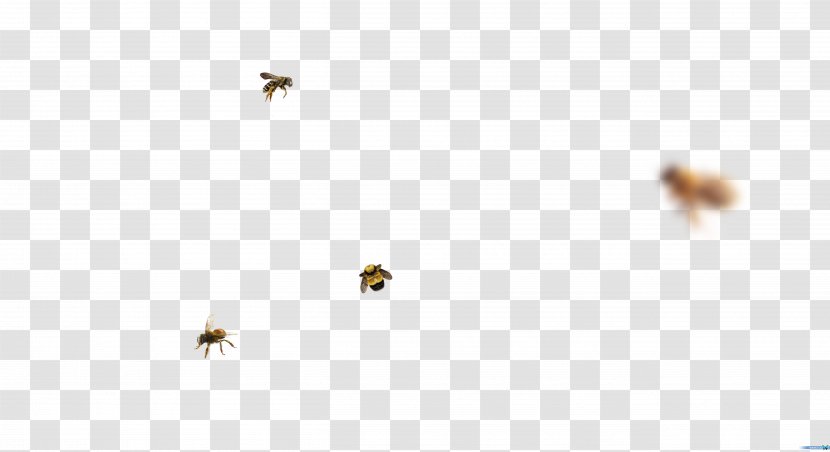 Honey Bee Pest Sky Plc - Insect Transparent PNG