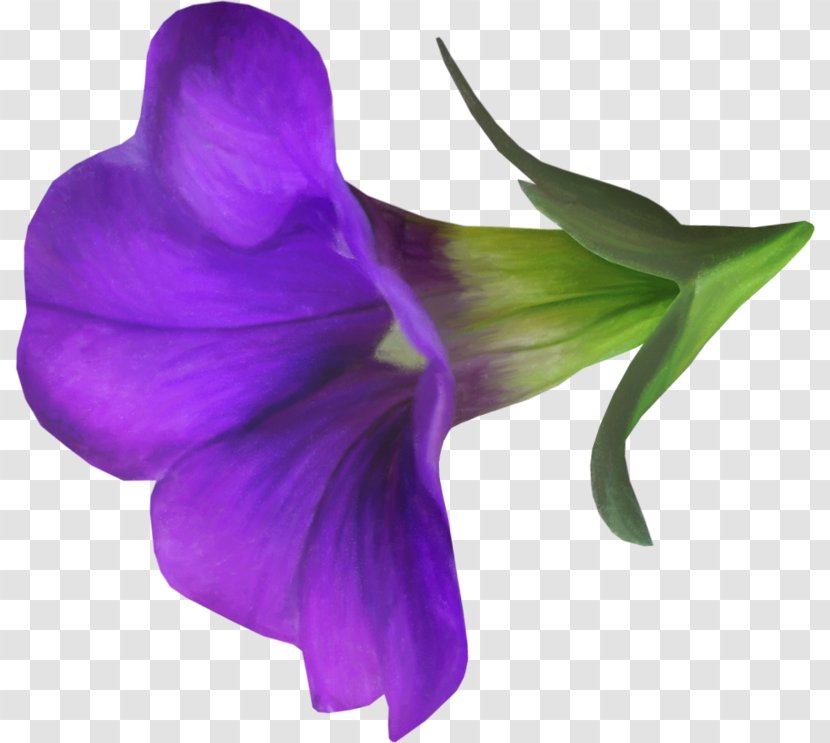 Violet Flower Blue Morning Glory - Lilac Transparent PNG