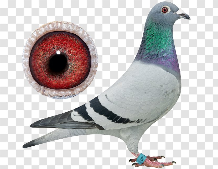 Pigeons And Doves Homing Pigeon Bird Racing Typical - Feather Transparent PNG
