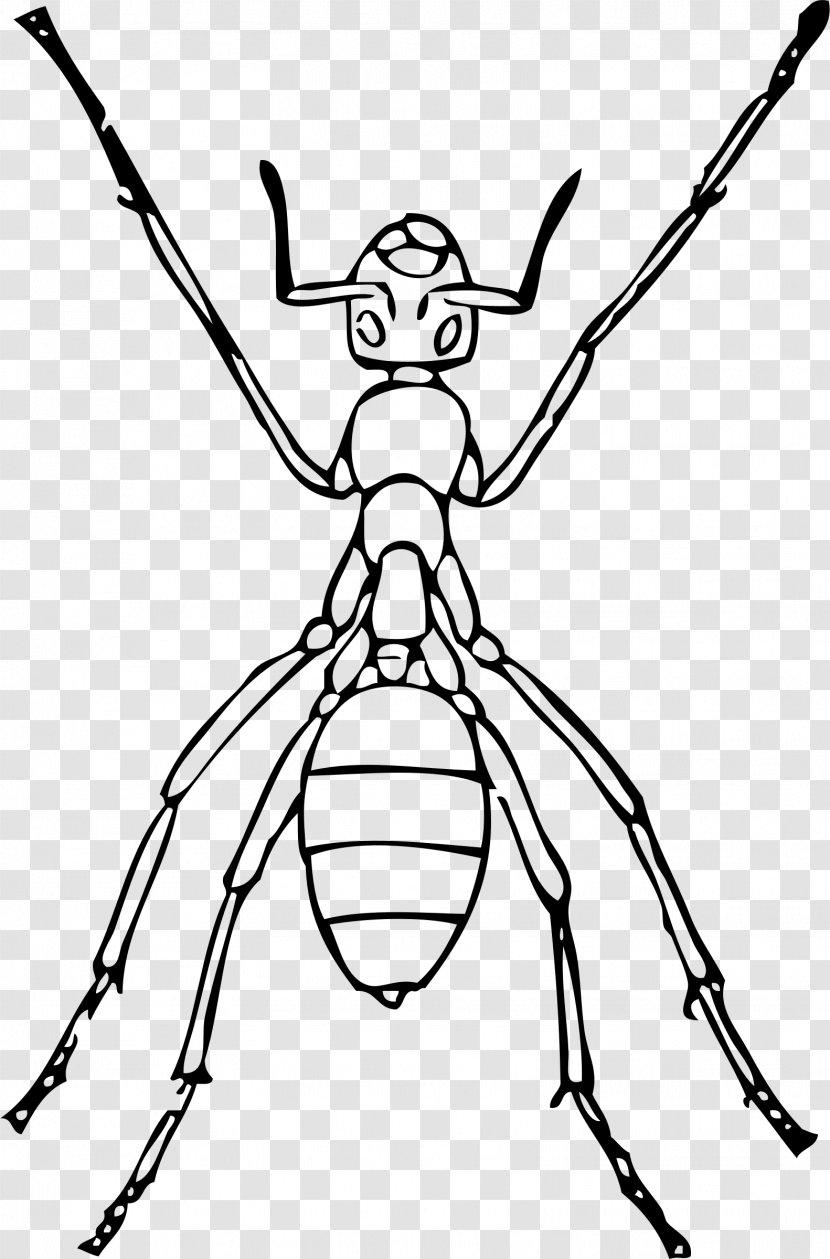 Anteater Insect Drawing Clip Art - Flower - Ants Transparent PNG