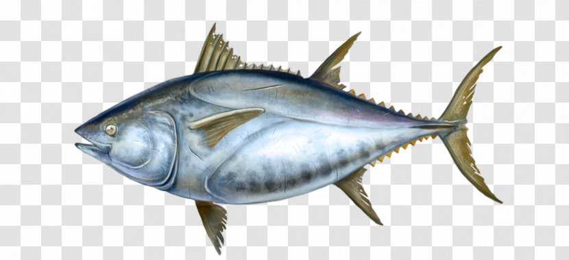 Thunnus Mackerel Swordfish Oily Fish International Trade - Milkfish - Biology Transparent PNG