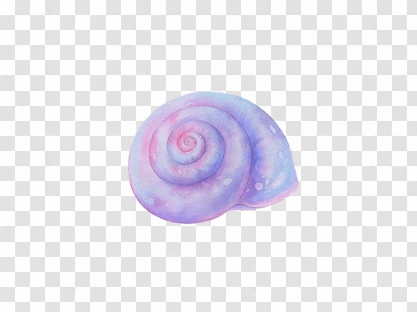Sea Snail Conch Seashell - Spiral - Hand-painted Transparent PNG