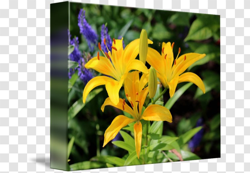 Flower Daylily Liliaceae Plant Lilium - Lily - Wild Flowers Transparent PNG