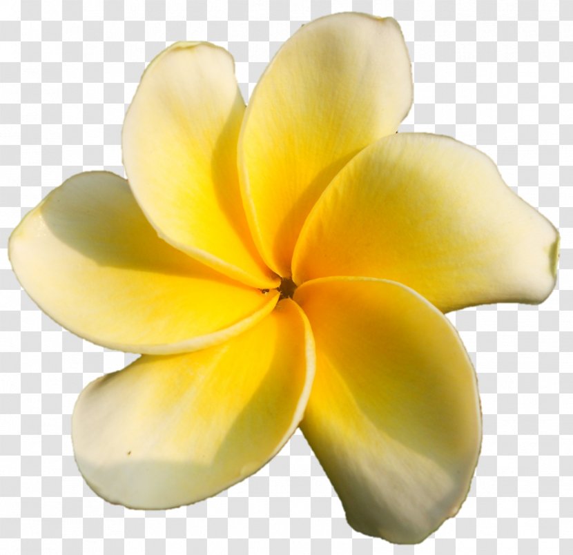 Petal Cut Flowers - Flower - God Speaks Transparent PNG