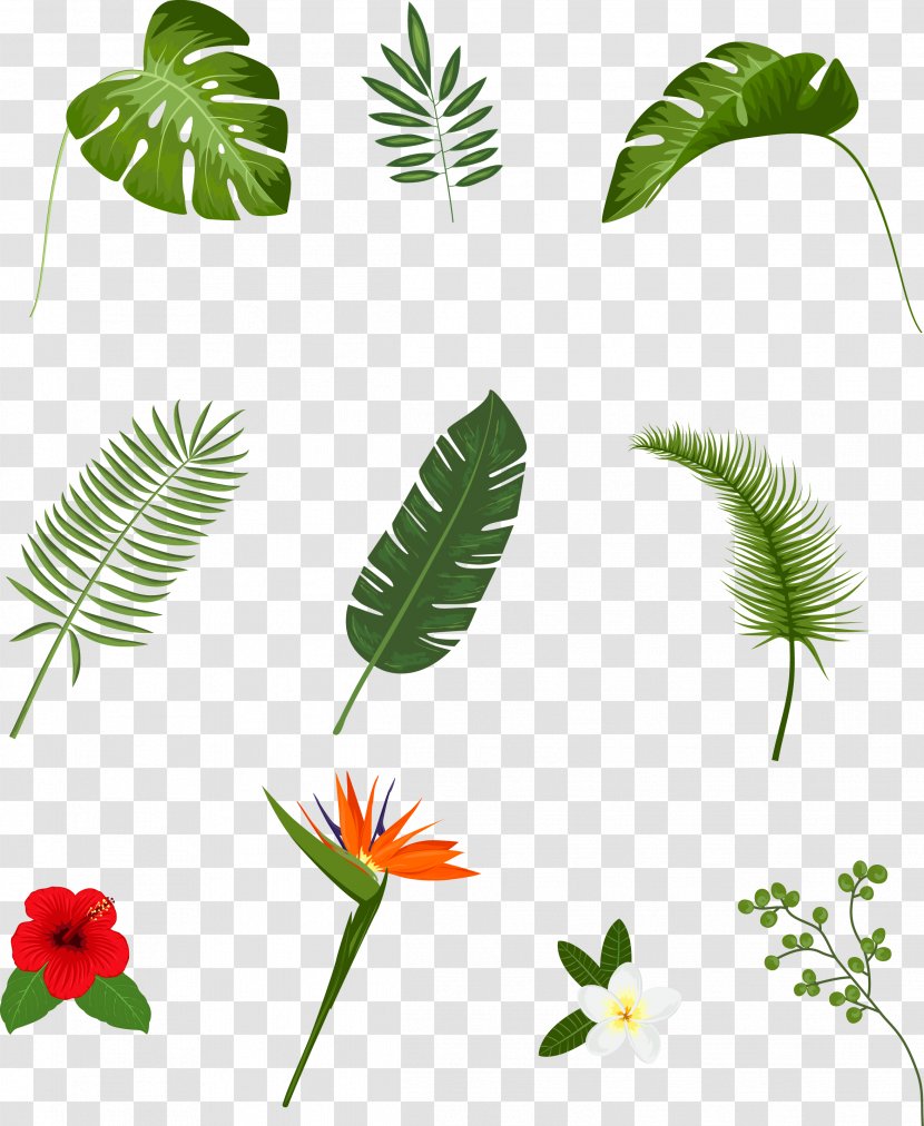 Leaf Tropics Plant Euclidean Vector - Grass - Hand-painted Leaves Transparent PNG