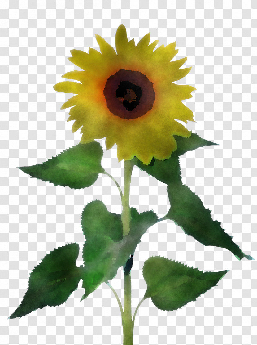 Common Sunflower Sunflower Seed Seed Annual Plant Daisy Family Transparent PNG