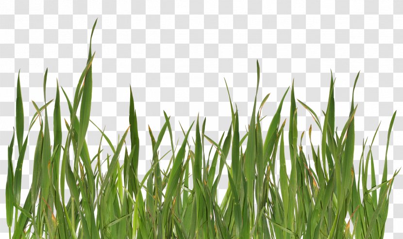 Grasses Clip Art - Grass Family - Image, Green Picture Transparent PNG