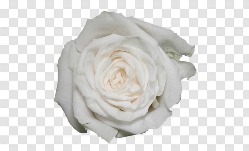 Garden Roses White Beach Rosa 'Eden' - Eden - Chrysanthemums Transparent PNG