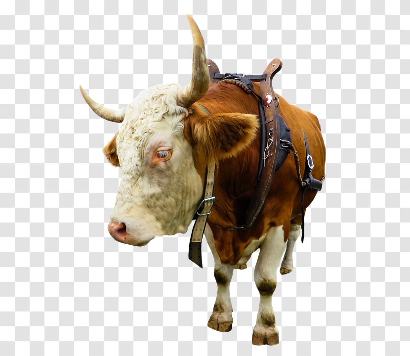 Ox Beef Cattle Texas Longhorn Highland English - Bull Transparent PNG
