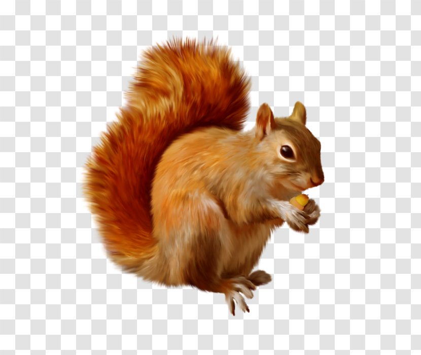 Squirrel Clip Art Chipmunk Openclipart Transparent PNG