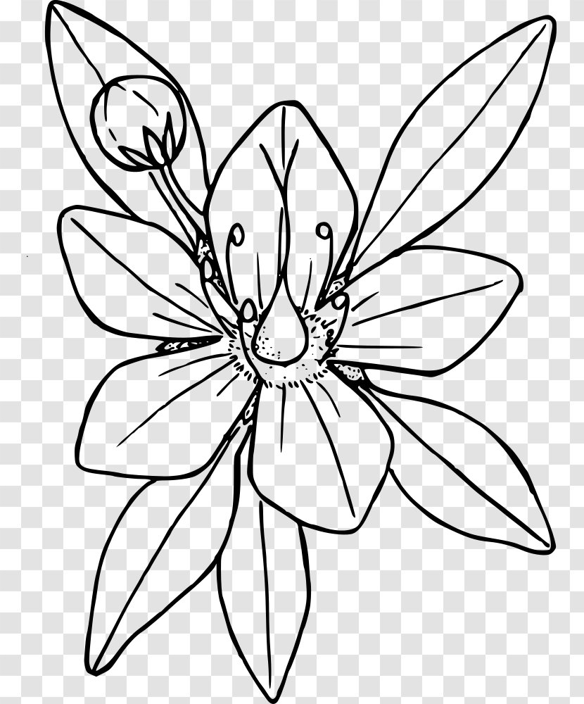 Coloring Book Flower Line Art Drawing - Organism Transparent PNG