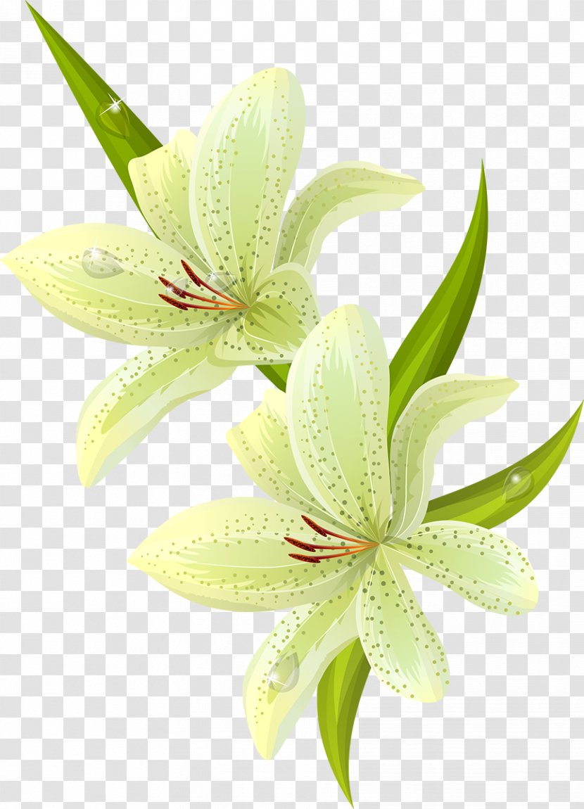 Easter Lily Lilium Candidum Tiger Flower - Plant Transparent PNG