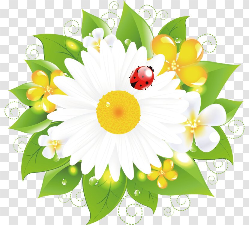 Educator Kindergarten School Child Matricaria - Daisy - Flower Illustration Transparent PNG