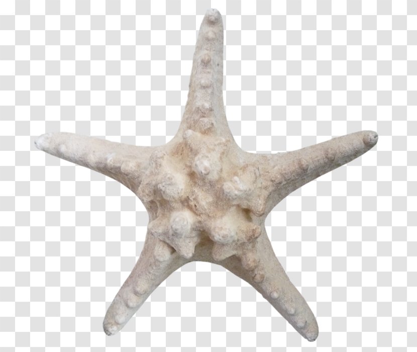 Starfish Echinoderm Brown Transparent PNG