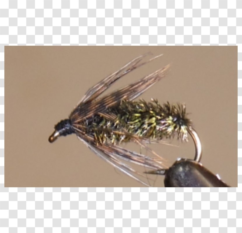 Insect Artificial Fly Fishing Bait Feather Invertebrate - Pest - Peacock Transparent PNG
