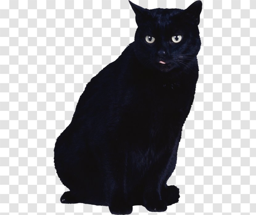 Black Cat Kitten - Chartreux Transparent PNG