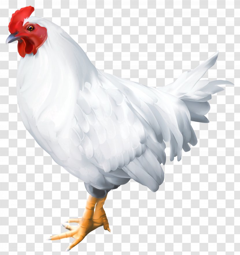 Solid White Bird Rooster Poultry - Royalty Free - Clip Art Image Transparent PNG