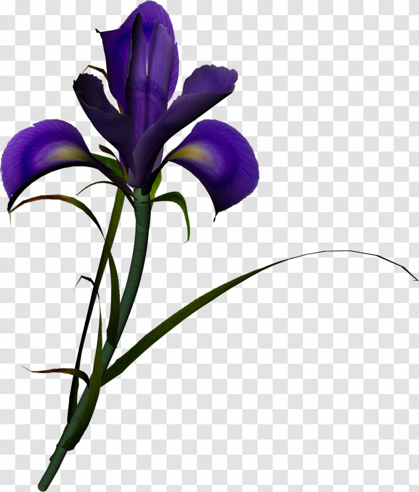Flower Irises Poppy Clip Art - Petal - Lilac Transparent PNG