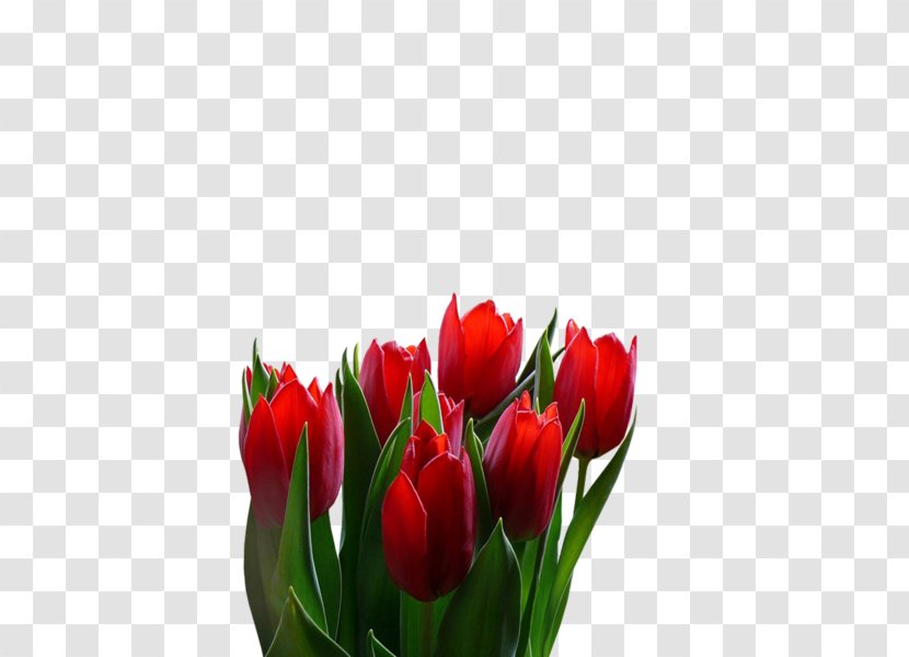 Tulip Floristry Cut Flowers Petal - Plant Transparent PNG