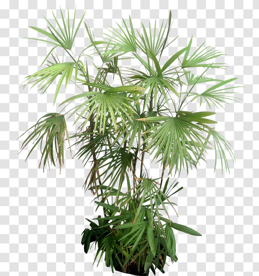 Plant Arecaceae Tree - Silhouette - Tropical Leaves Transparent PNG