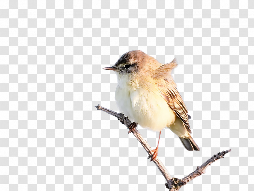 House Sparrow Old World Sparrow Wrens Birds Finches Transparent PNG