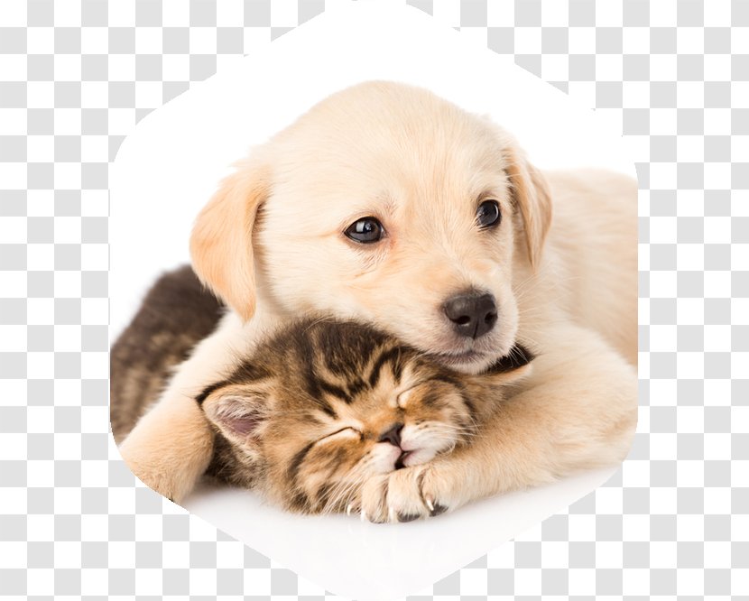 Labrador Retriever Puppy Whiskers Kitten Golden - Paw Transparent PNG